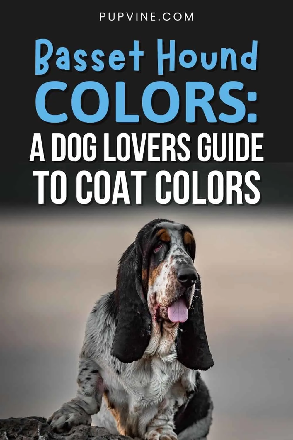 Basset Hound Colors A Dog Lovers Guide To Coat Colors