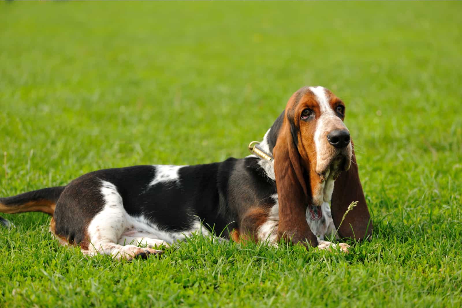 Basset Hound on the grass