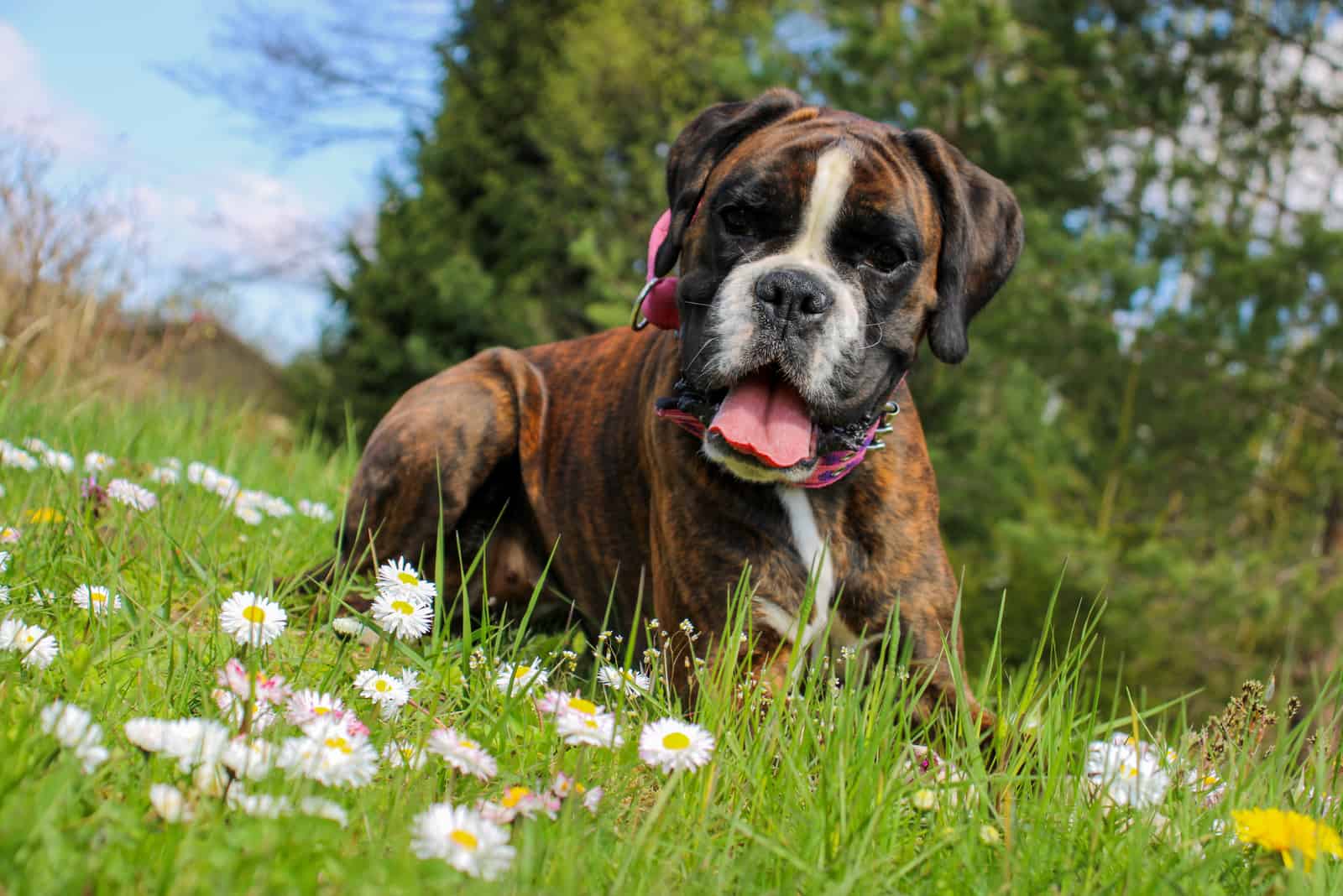 Beautiful boxer dog in the garden with daisy flower