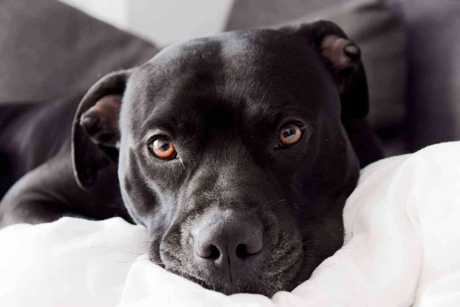 Beautiful relaxed black pitbull