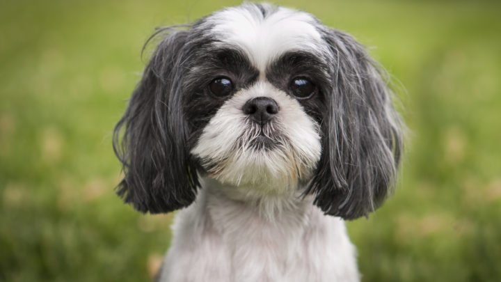 Black And White Shih Tzu – Rare Shih Tzu Colors Explained