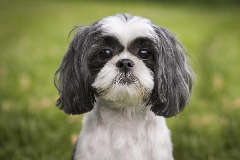 beautiful little Black And White Shih Tzu