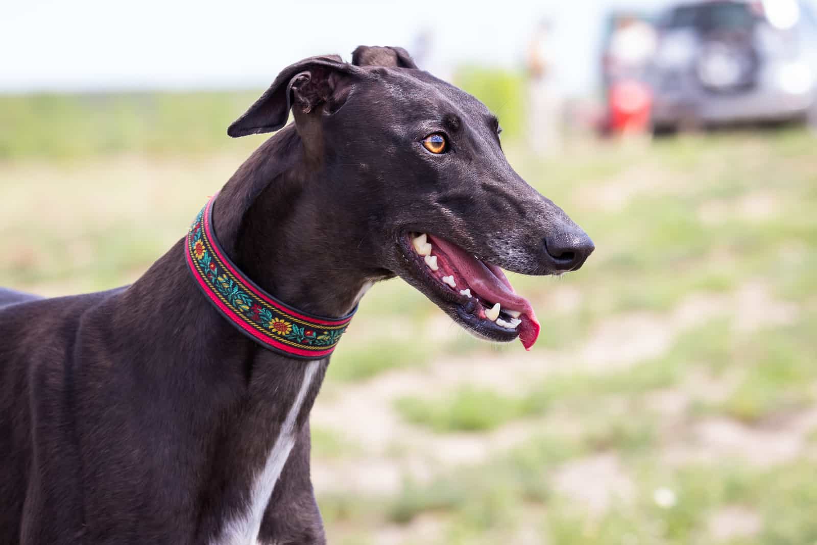 Black Greyhound with his tongue out