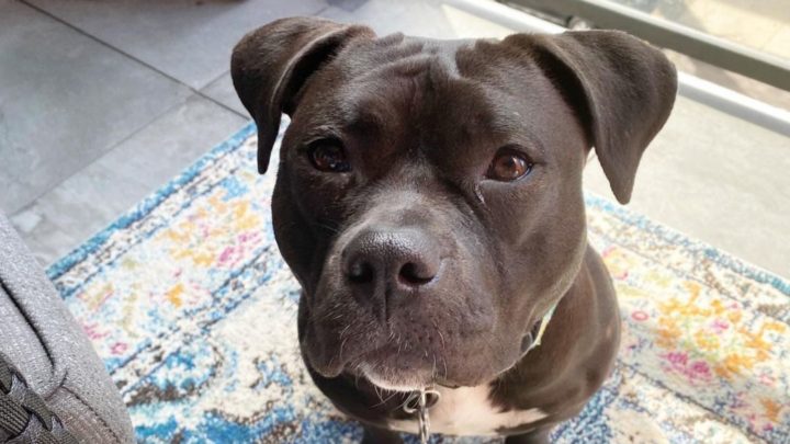 Black Pitbull: Aggressive Hounds Or Sweet Angels?