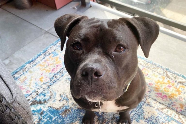 black pitbull sitting still