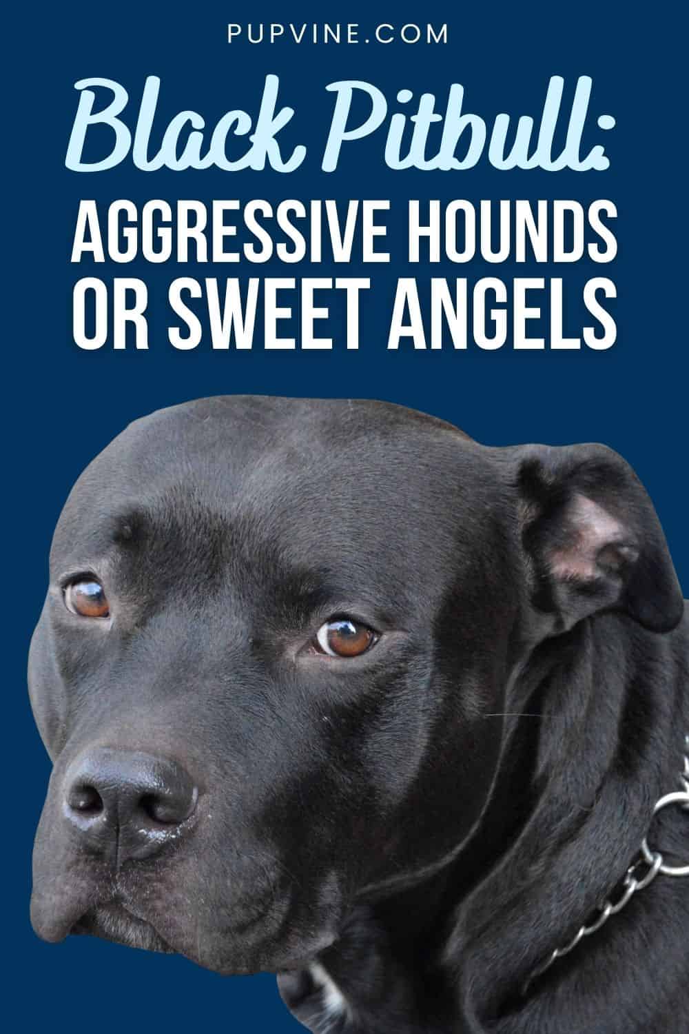 Black Pitbull Aggressive Hounds Or Sweet Angels