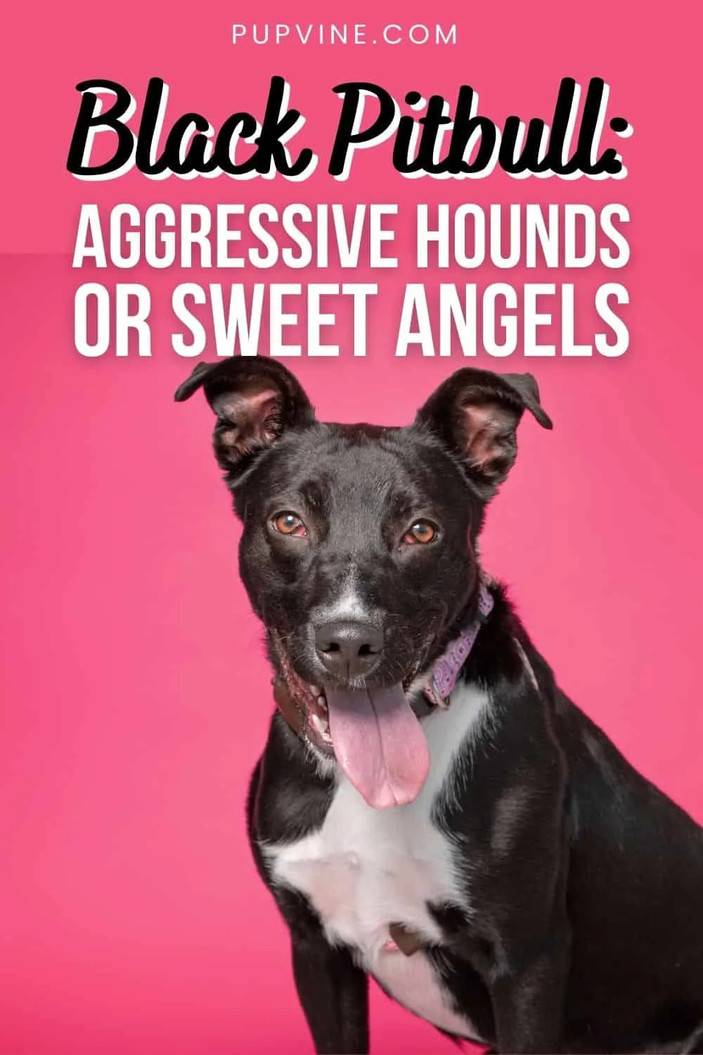 Black Pitbull Aggressive Hounds Or Sweet Angels