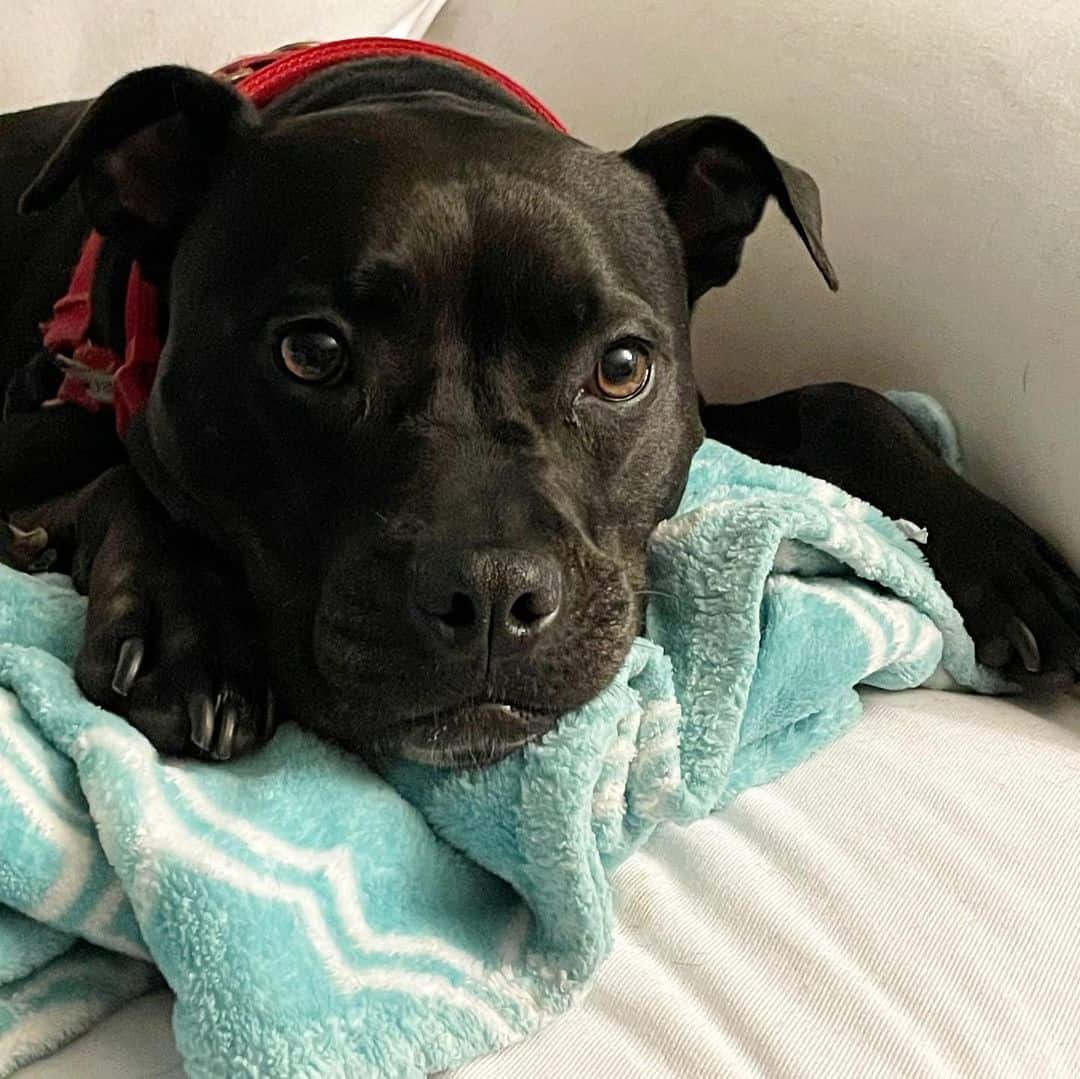 Black Pitbull Dog lying on sofa