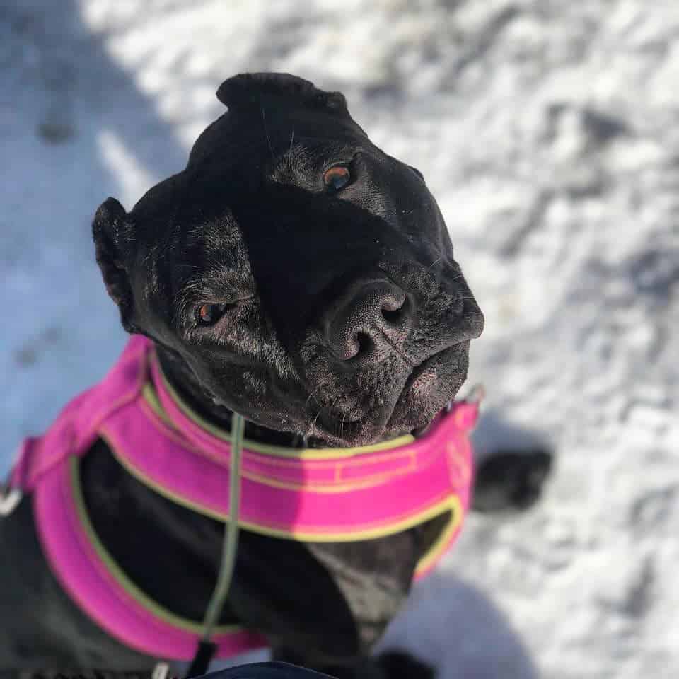 Black Pitbull Dog on the snow