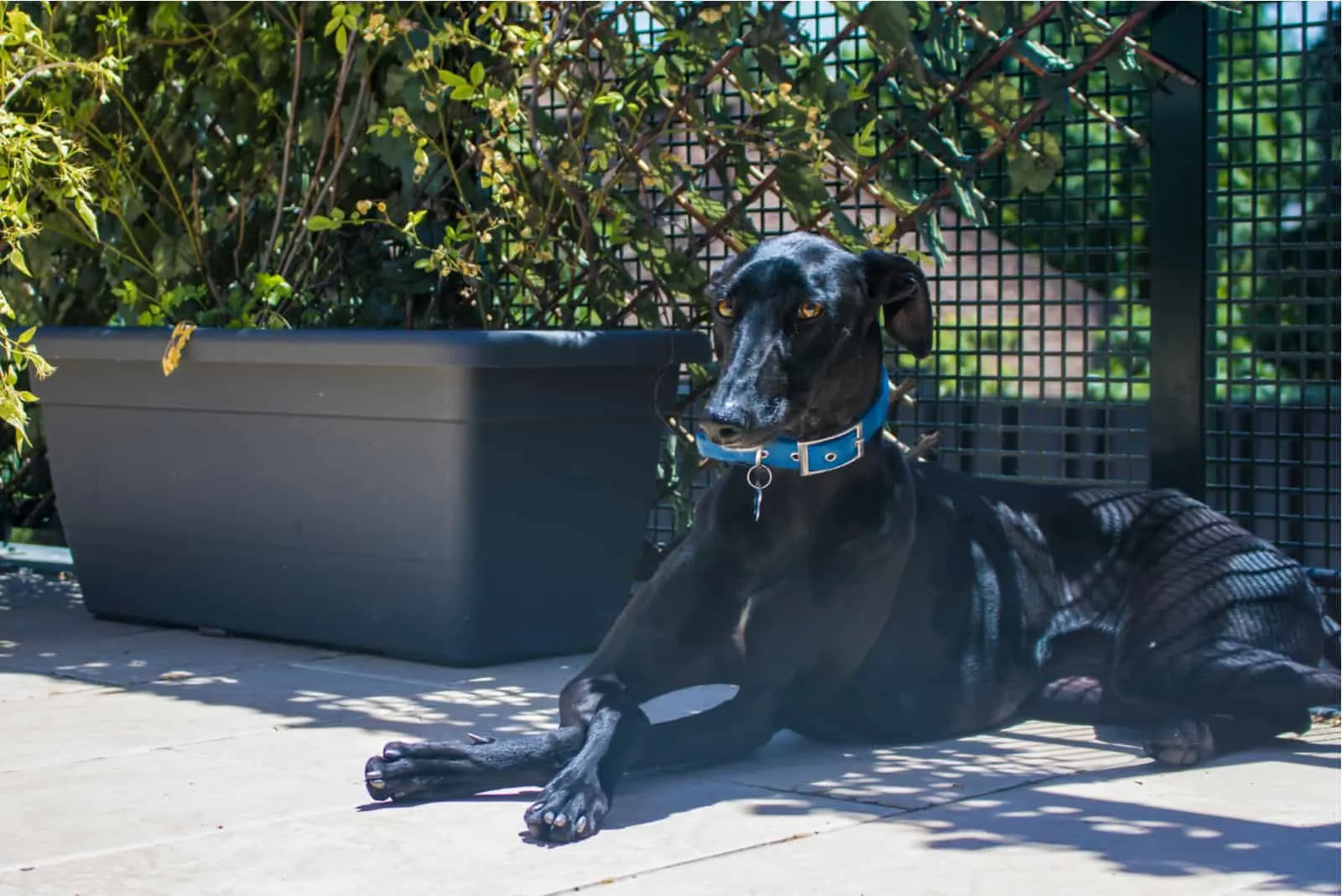 Black greyhound with caramel colored eyes