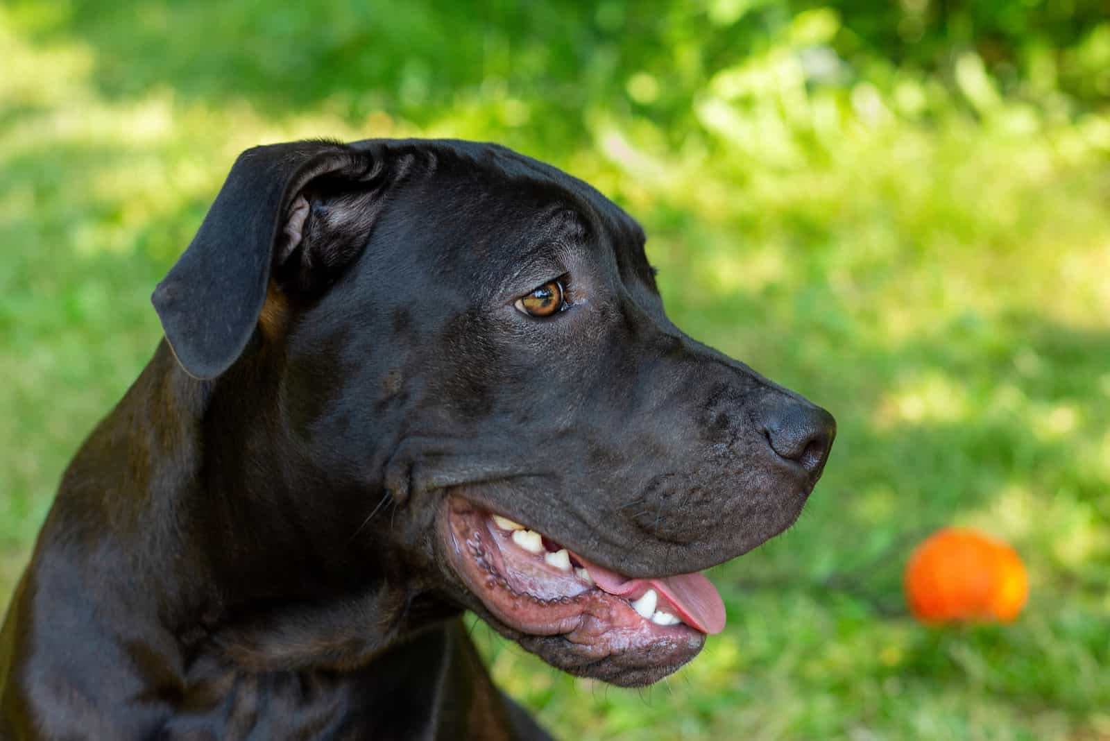 Black pit bull terrier puppy resting on the grass