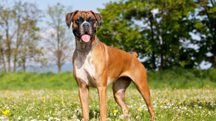 Boxer Colors: Finding The Cutest Of Them All