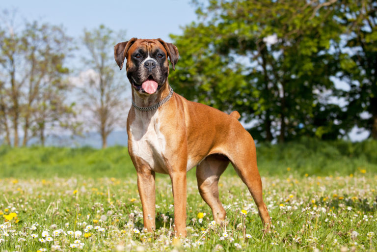 german boxer dog on the grass