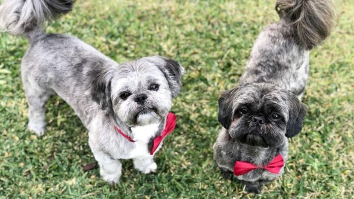 Brindle Shih Tzu: A Complete Guide To Shih Tzu Coat Colors