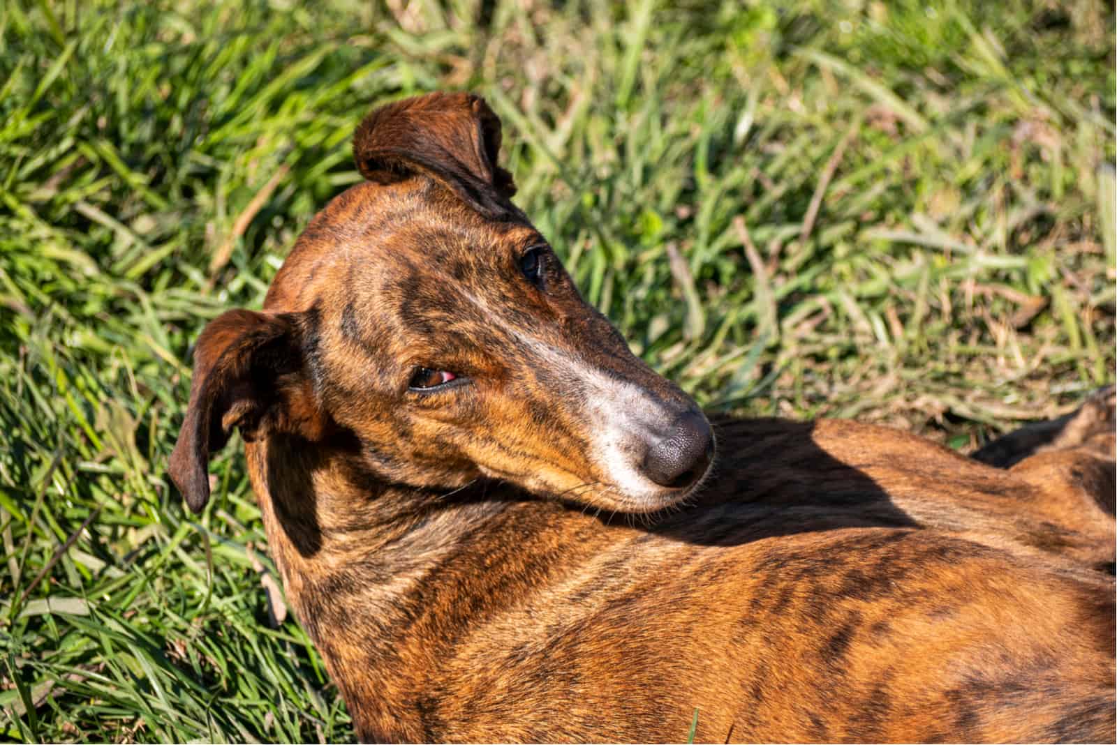 Brindle greyhound on the lawn