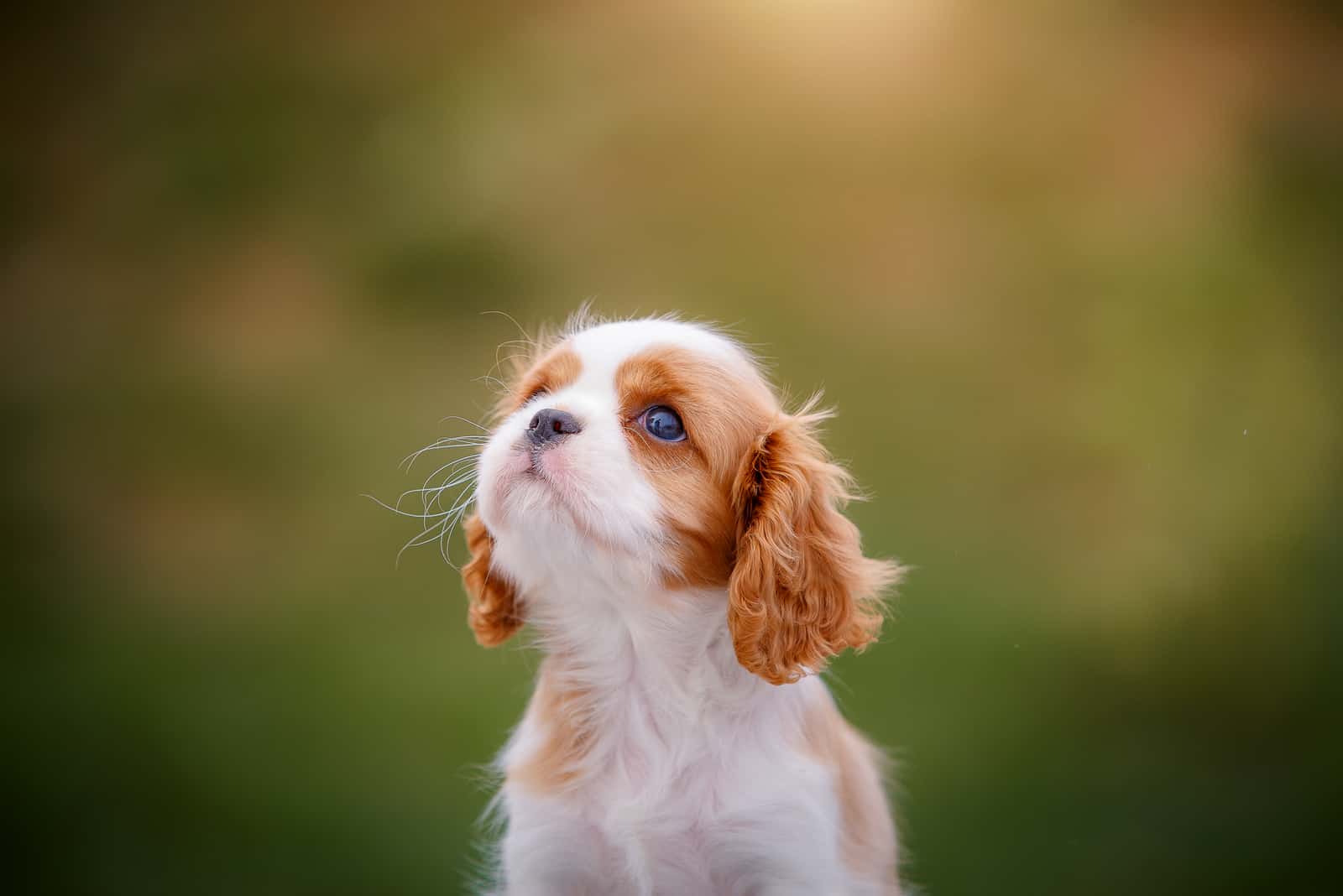 Cavalier King Charles Spaniel puppy