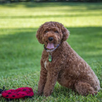 brown cavapoo dog sitting on the grass with a red toy