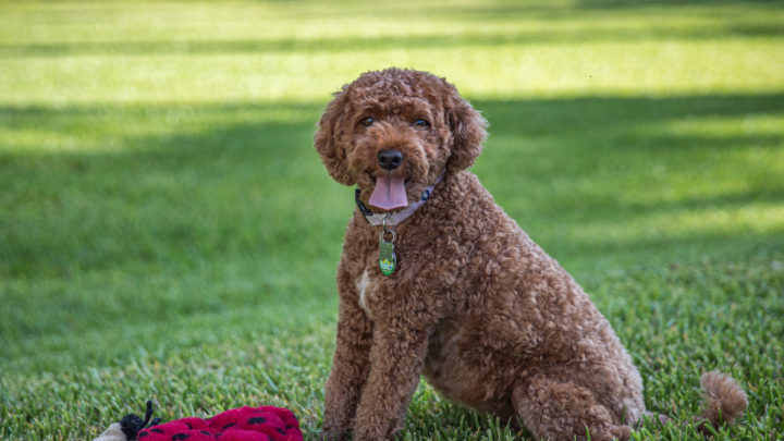 Cavapoo Cost: Is This Doodle Worth The Price Tag?