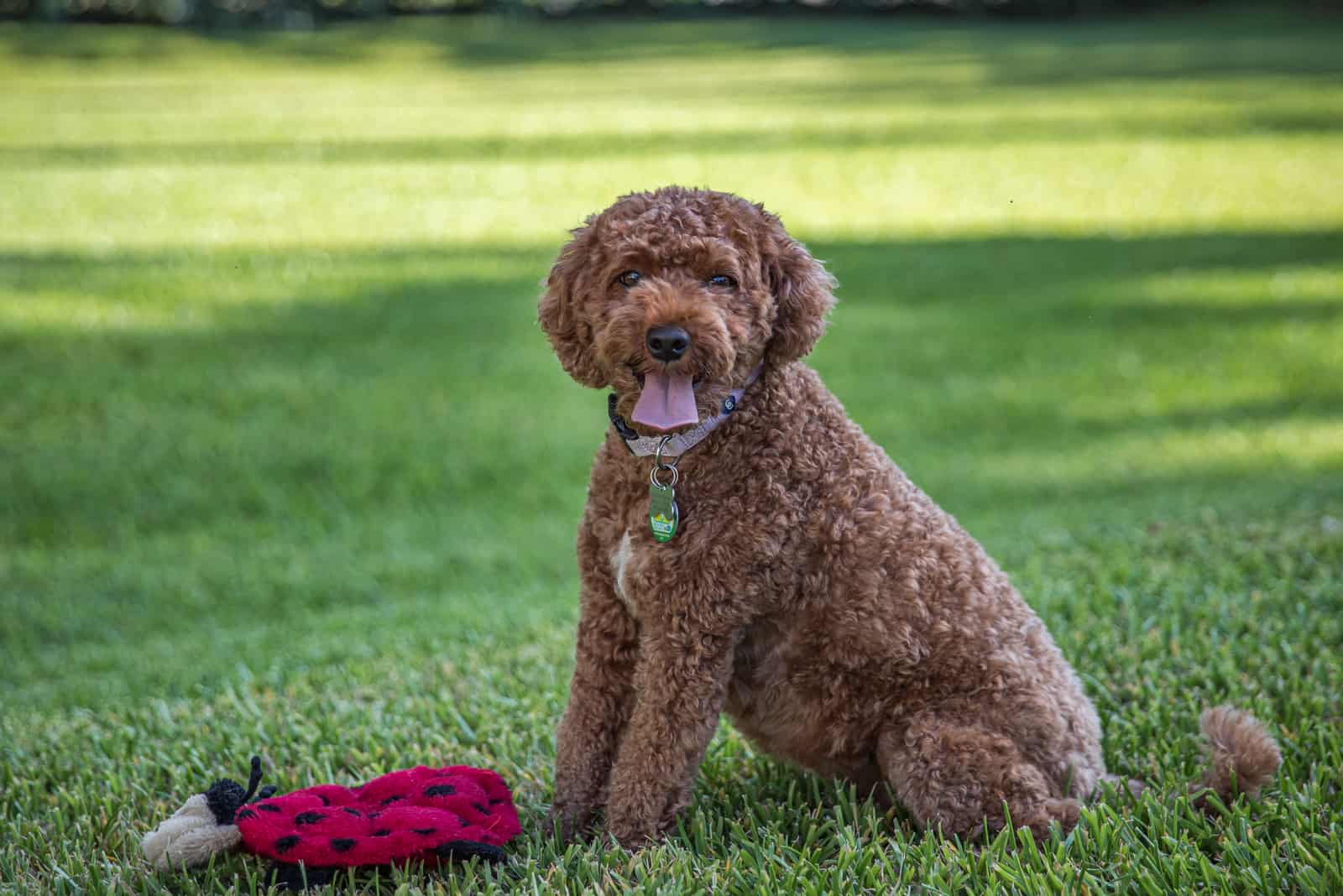 brown cavapoo dog sitting on the grass with a red toy