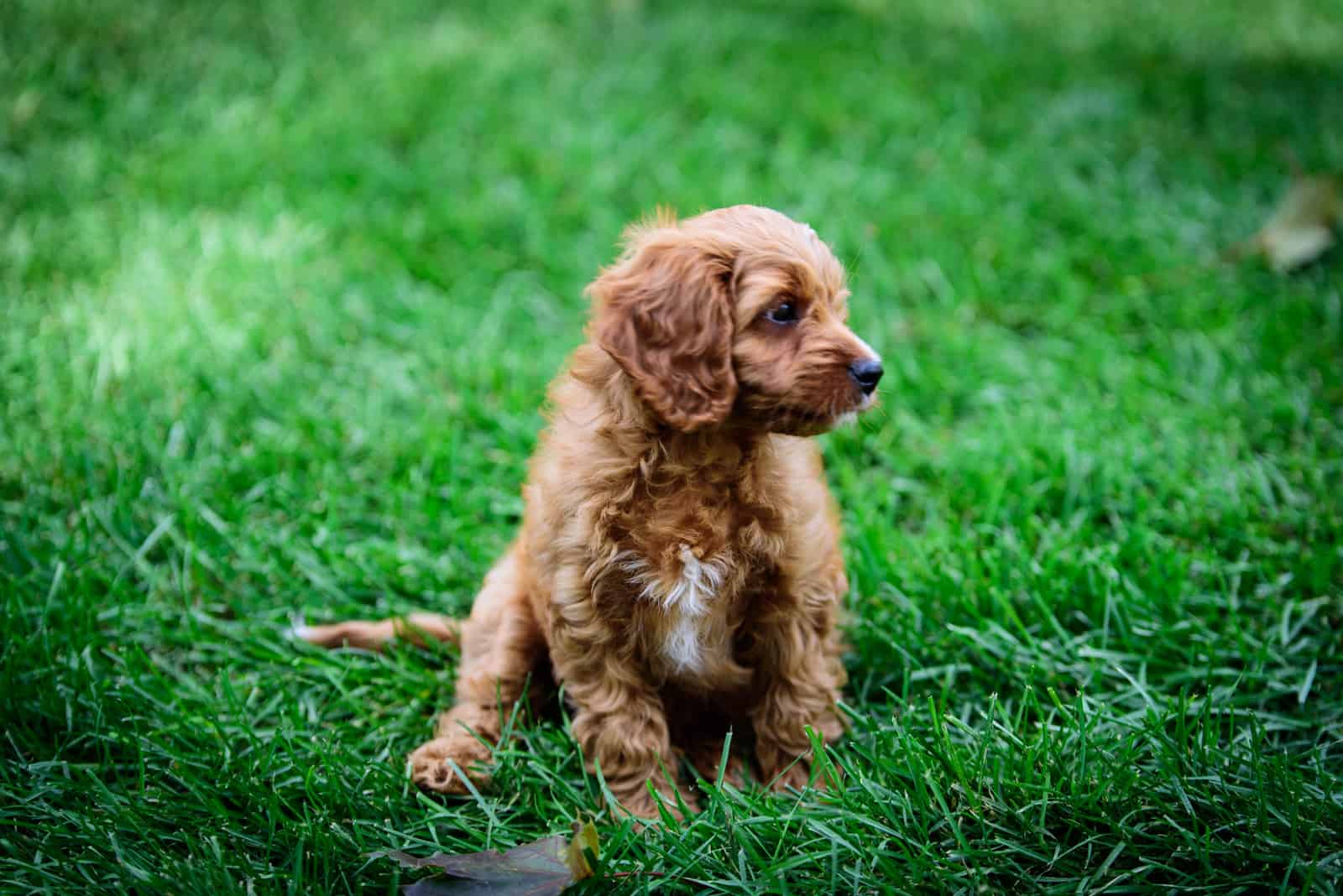 Cavapoo puppy in the backyard