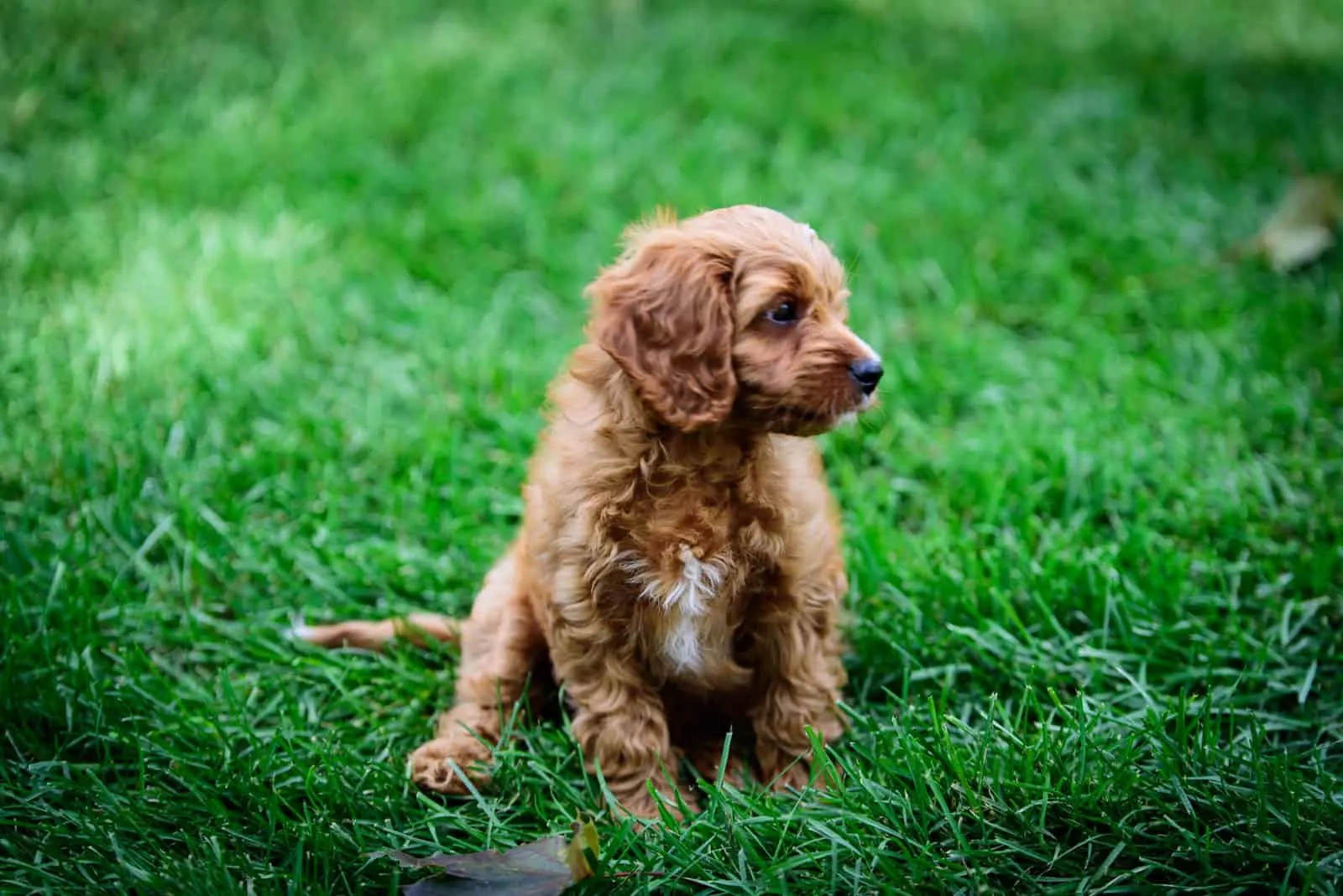 Cavapoo puppy in the backyard