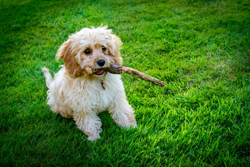 Cavapoo Cost: Is This Doodle Worth The Price Tag?