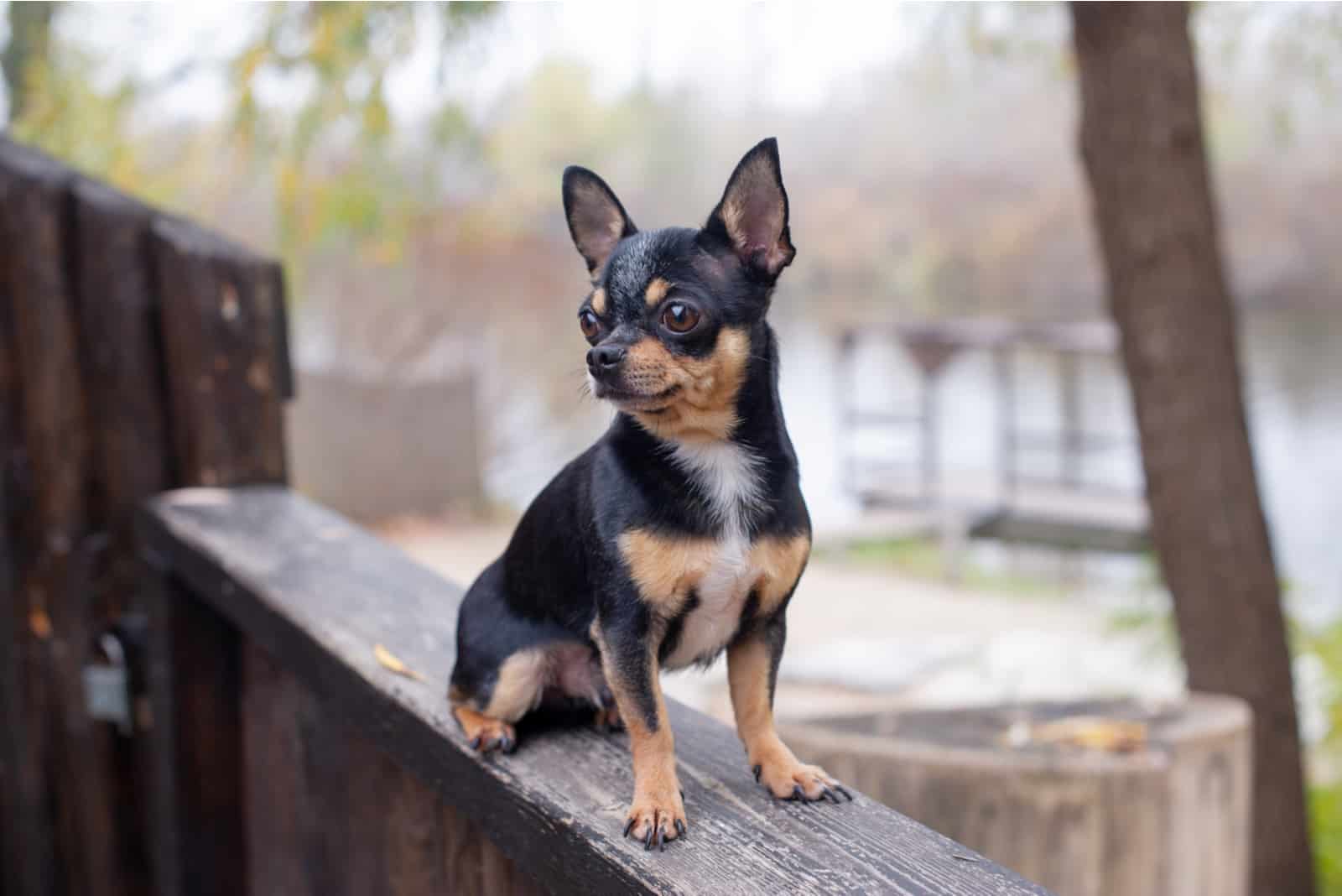 Chihuahua black, brown and white