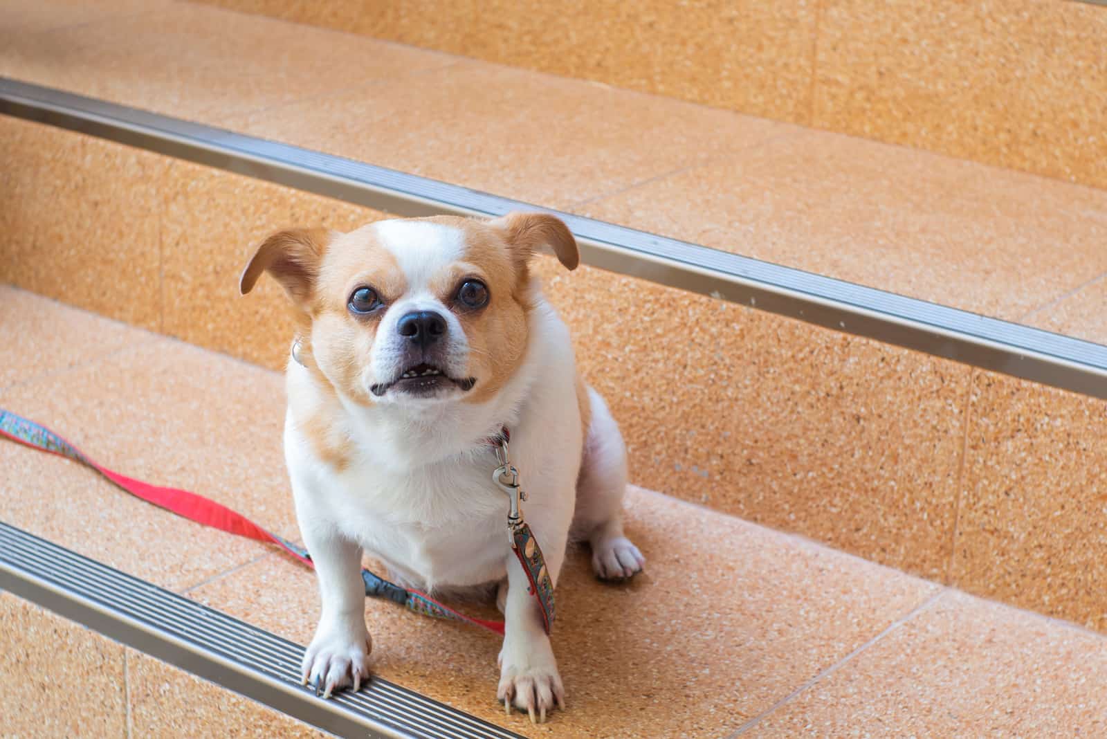 Chihuahua dog sitting on the stairs at house