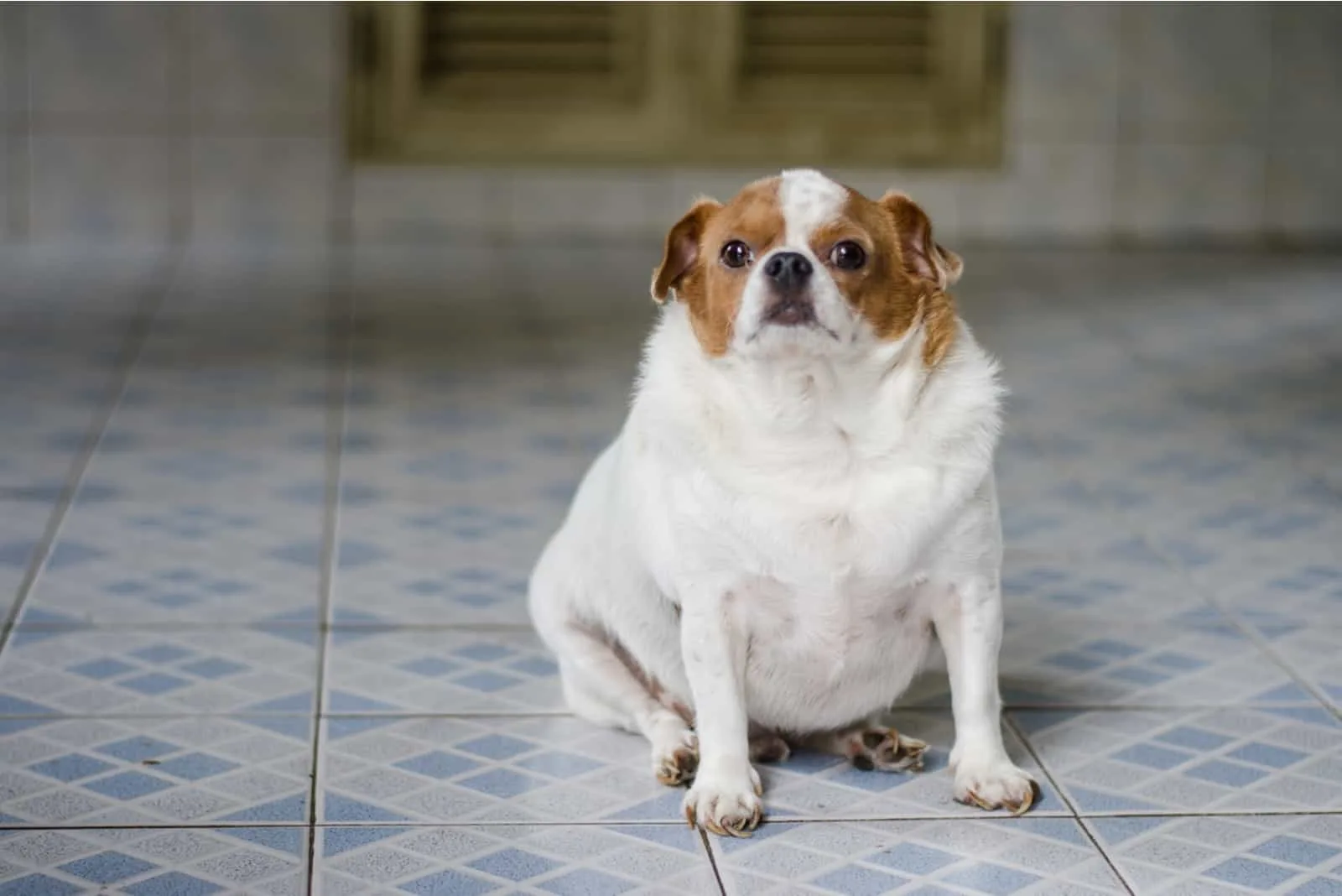 fat Chihuahua dog sitting