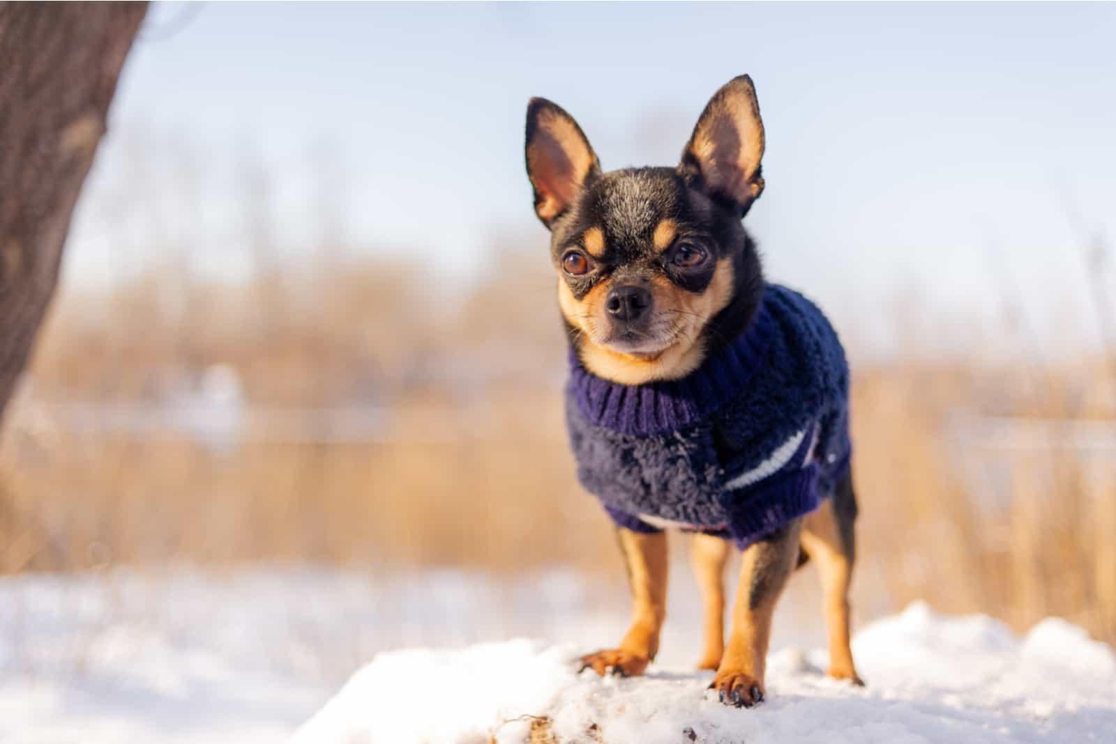 Chihuahua walking in the snow