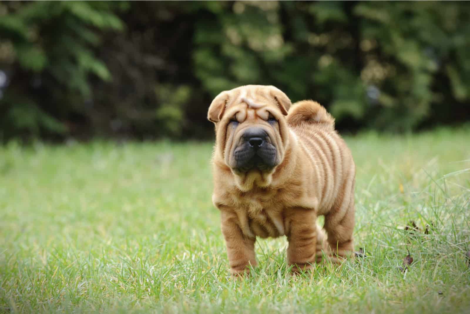 Chinese Shar pei