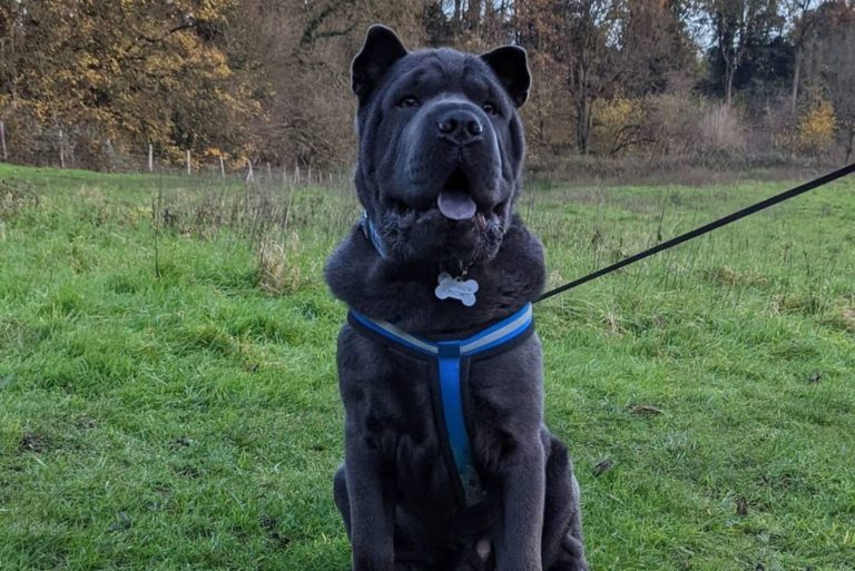 chow pei on the grass