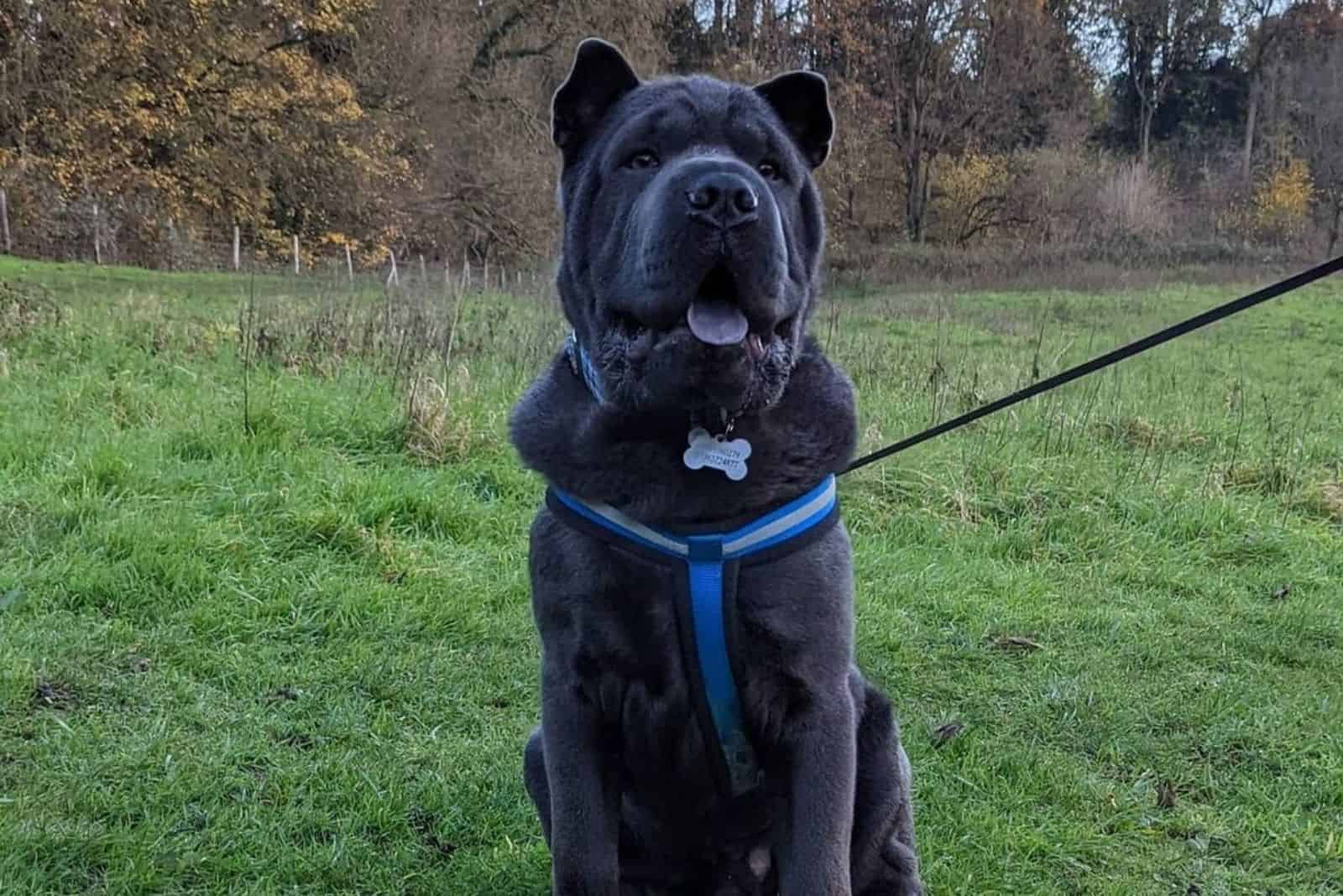 Chow Pei: The Most Unique Mix Of Chinese Dogs