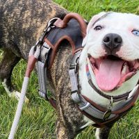 Colby Pitbull The Famous Black-Nosed Pitbull Bloodline