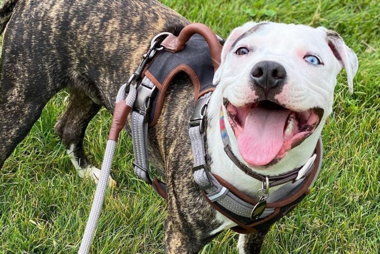 Colby Pitbull The Famous Black-Nosed Pitbull Bloodline