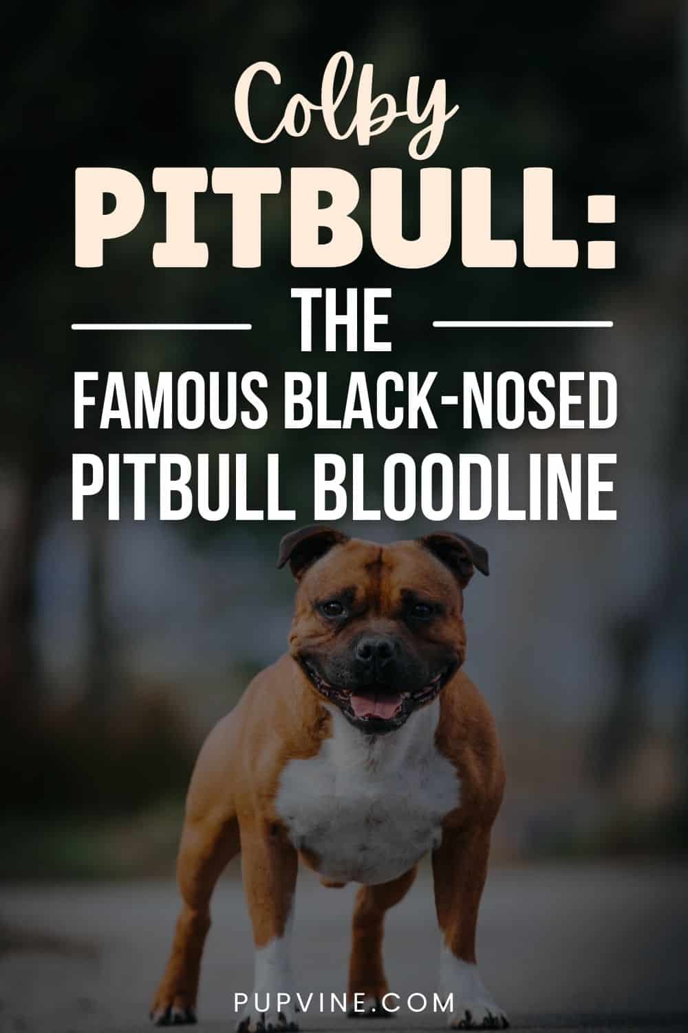 Colby Pitbull The Famous Black-Nosed Pitbull Bloodline