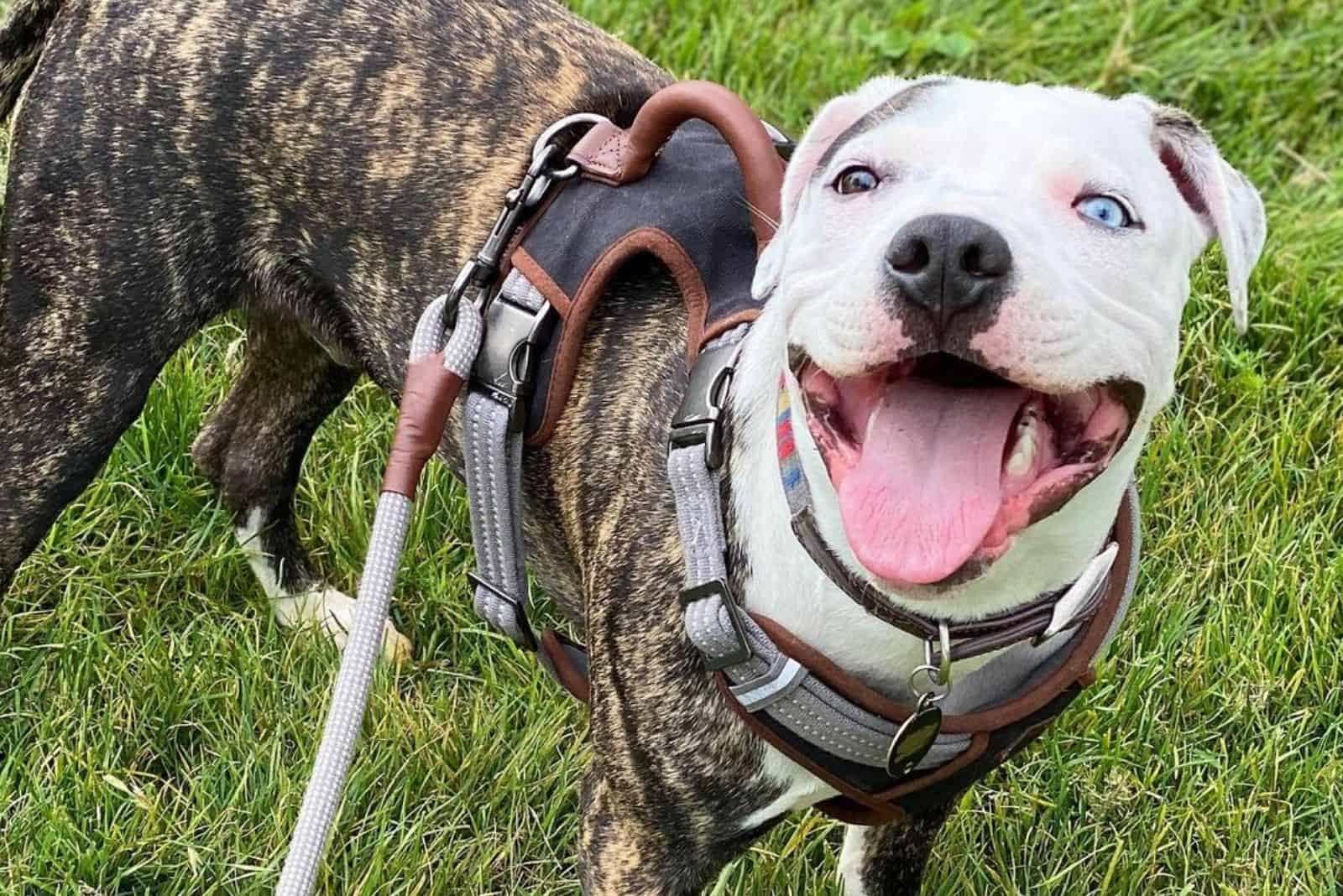 colby-pitbull-the-famous-black-nosed-pitbull-bloodline