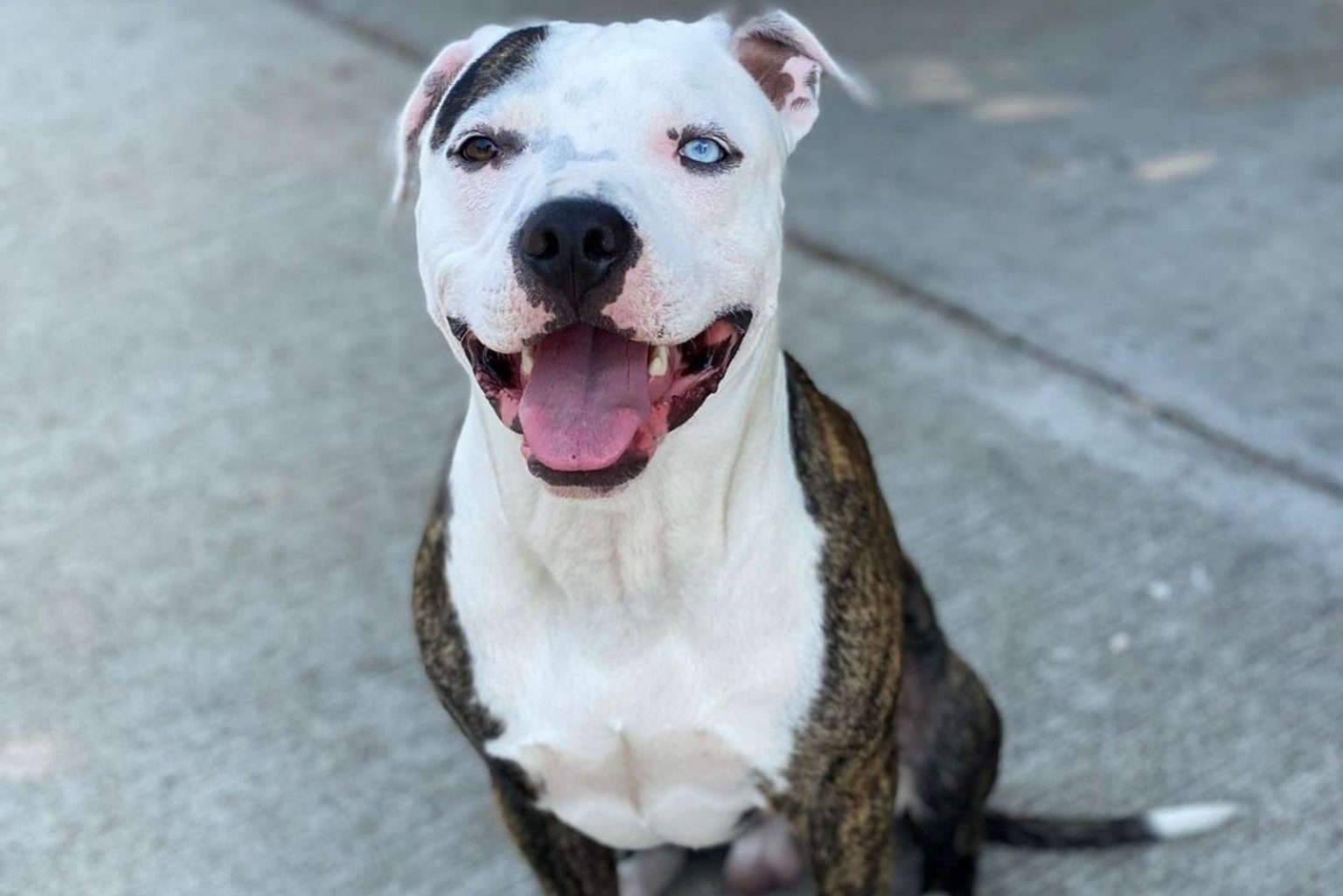 Colby Pitbull The Famous BlackNosed Pitbull Bloodline