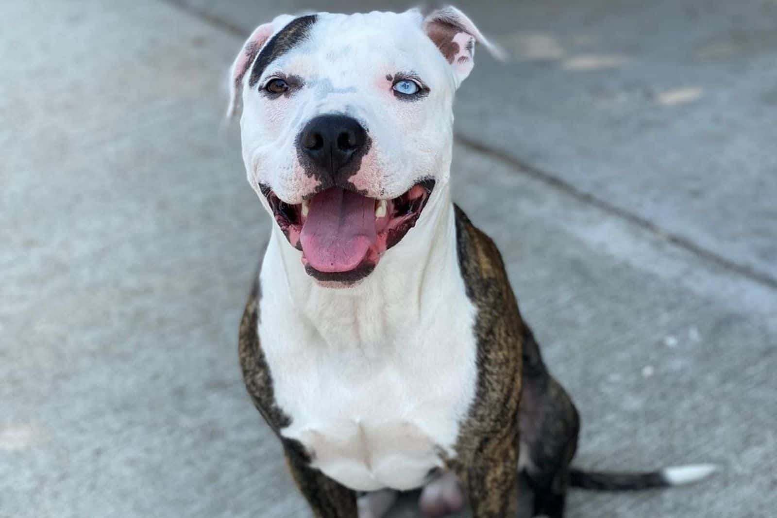 Colby Pitbull black nosed