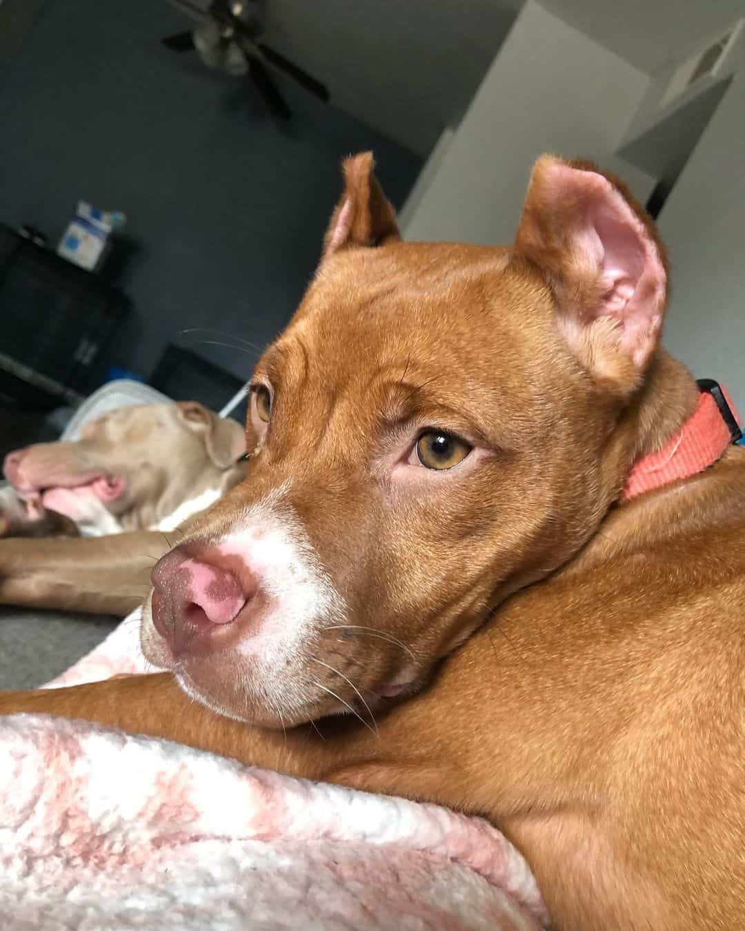 Colby Pitbull dog lying at home