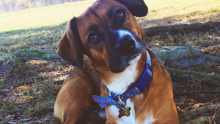 Corgi Boxer Mix: A Great Hunter Or An Adorable Family Pup?