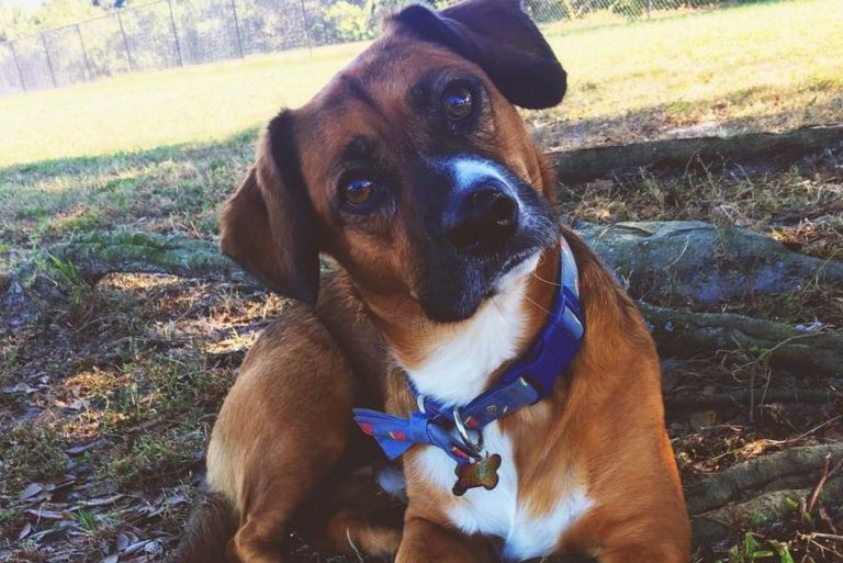 corgi boxer mix