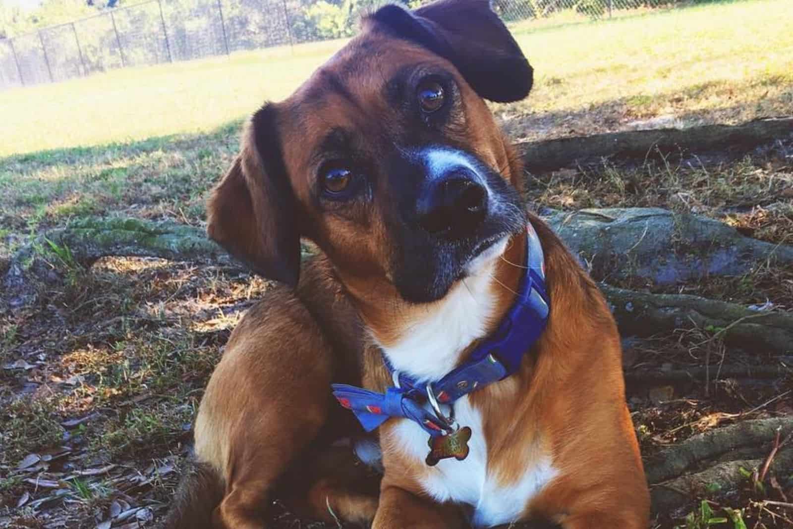 Corgi Boxer Mix: A Great Hunter Or An Adorable Family Pup?