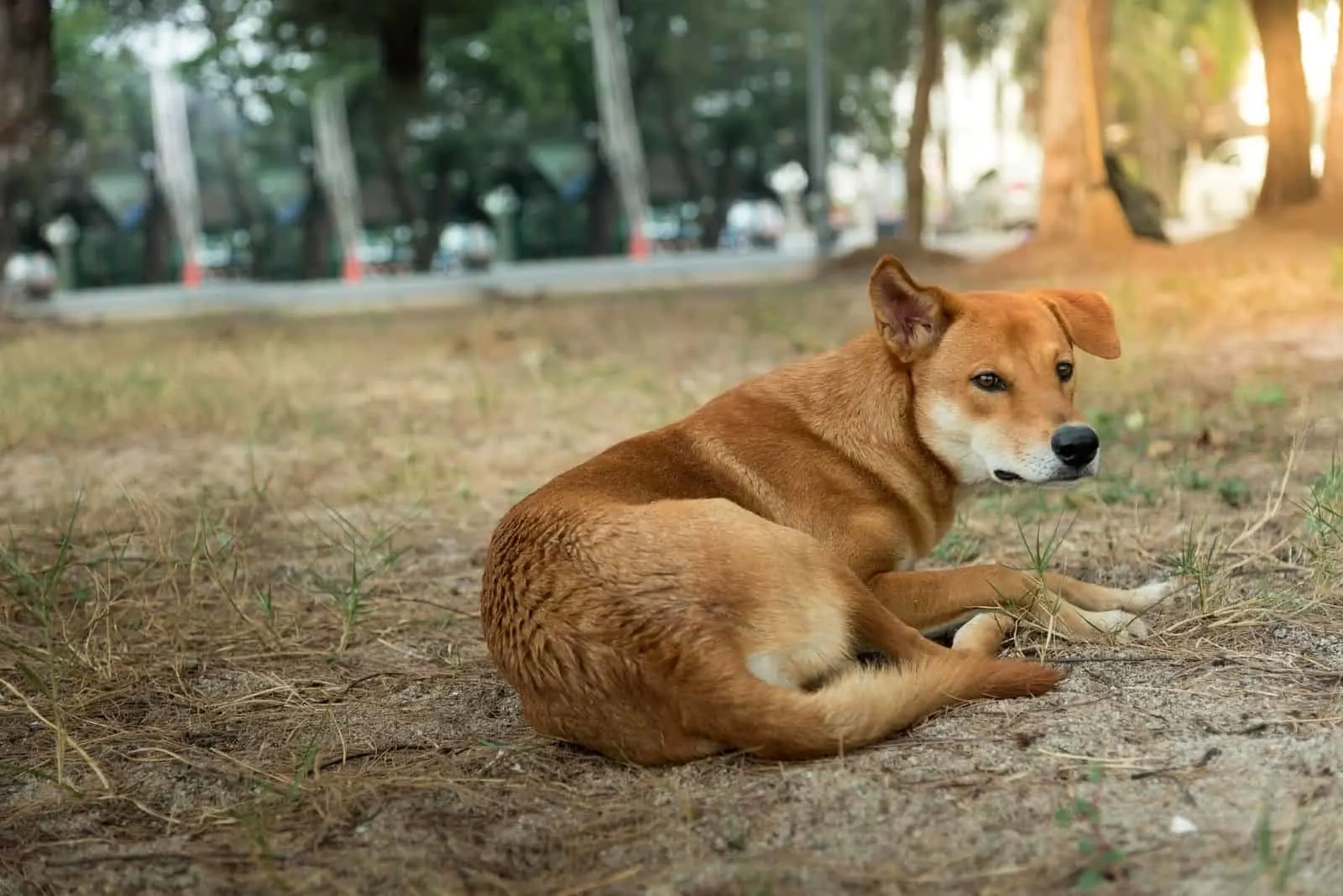 corgi doberman pinscher mix dog lying down outdoors