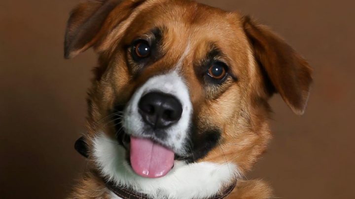 Corgi Saint Bernard Mix: Your Guide To A Rare Cross breed