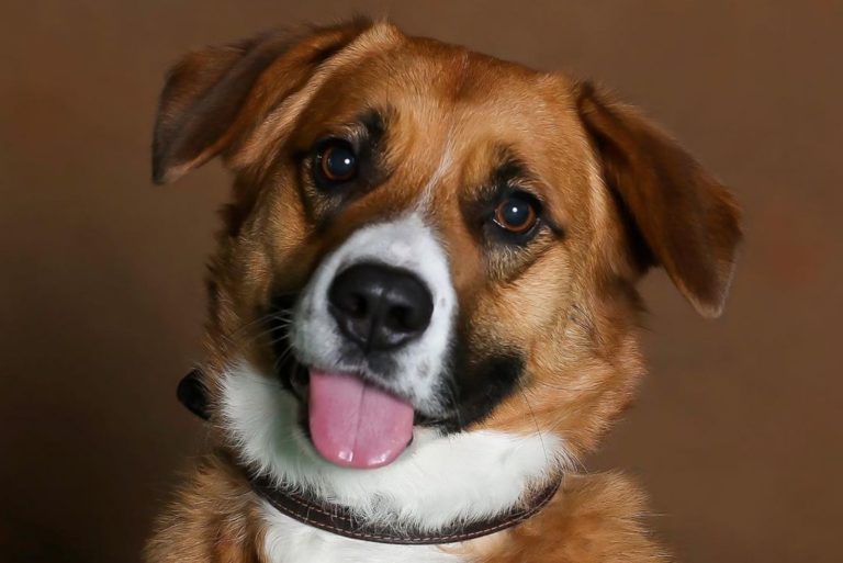 corgi saint bernard mix