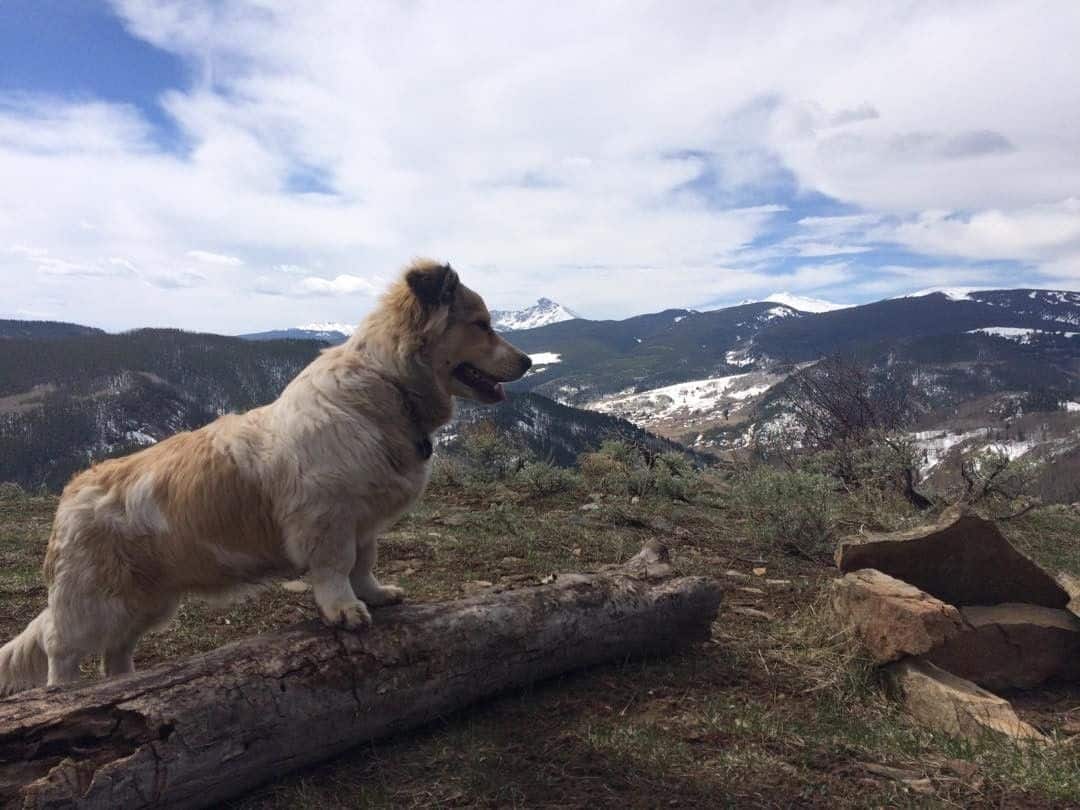 Corgi Saint Bernard Mix