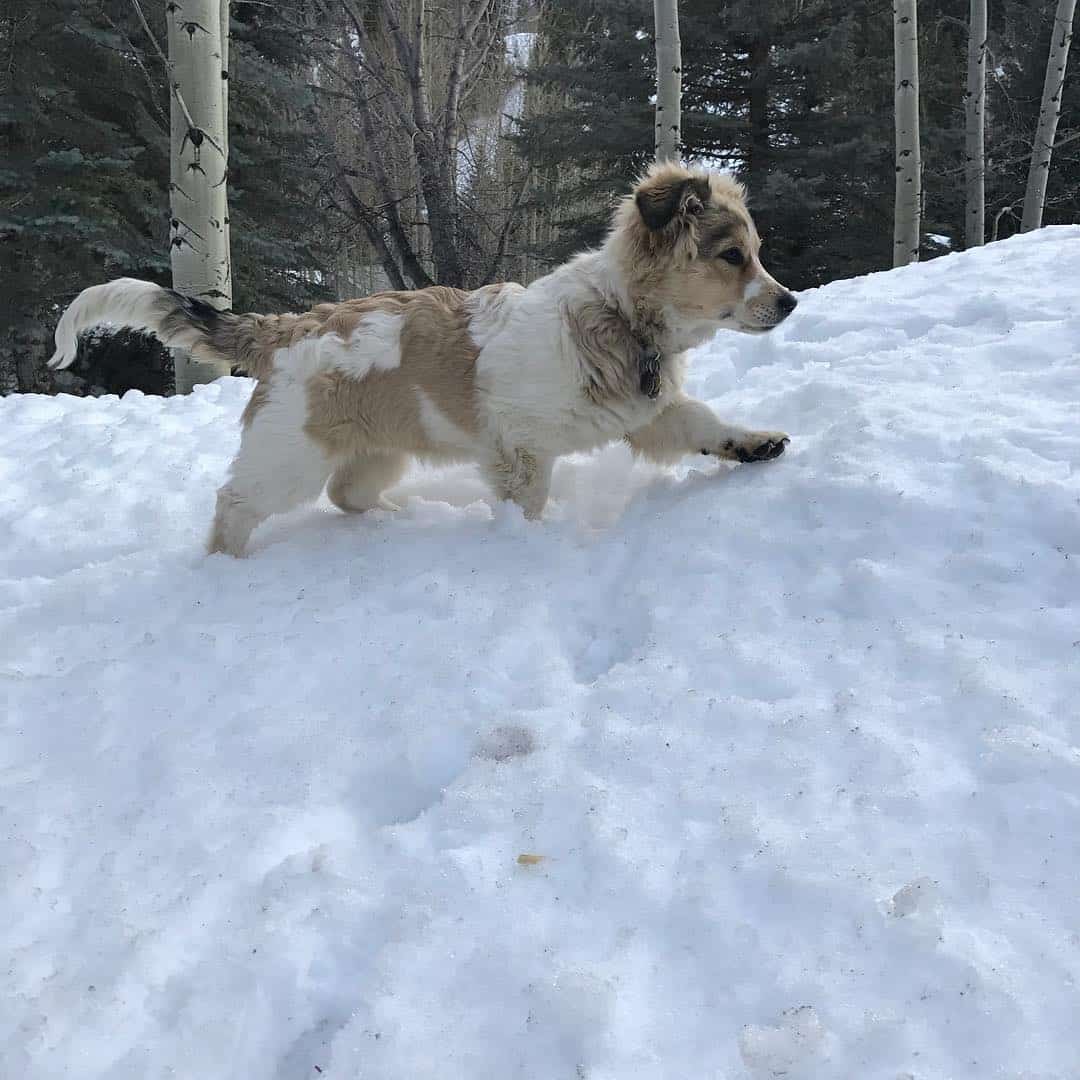 Corgi Saint Bernard Mix