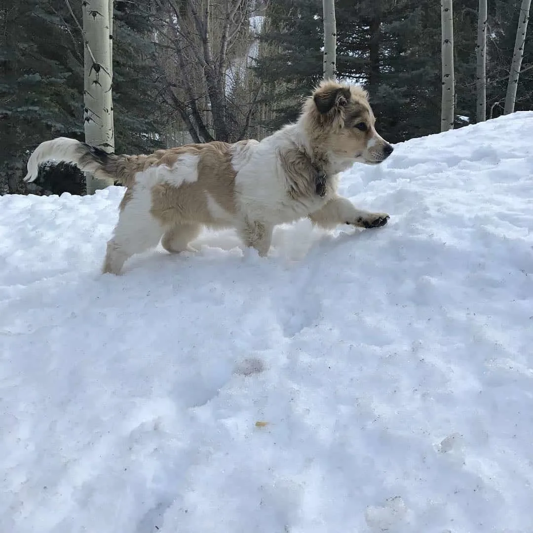 Corgi Saint Bernard Mix