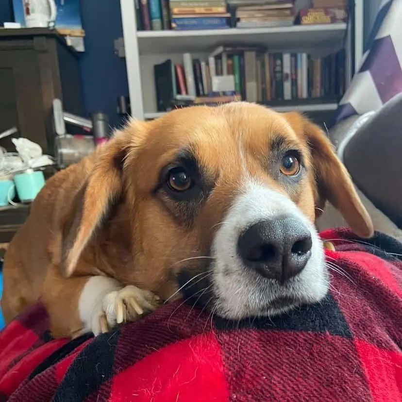 Corgi Saint Bernard mix dog lying on the sofa